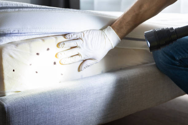 Best Rat Extermination Near Me  in Quincy, CA