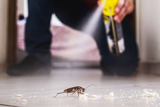 Spider Control Near Me in Quincy, CA